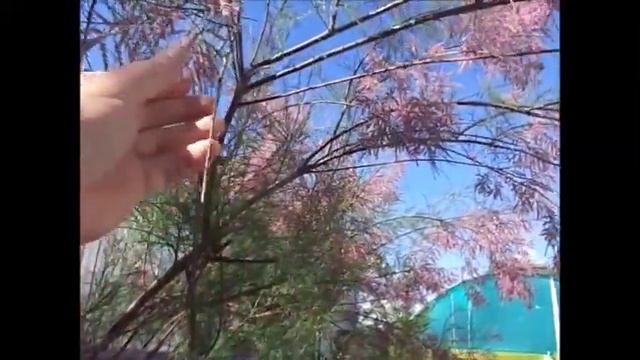 Влажность и тень не для ТАМАРИКСА. смотреть онлайн