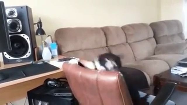 Что будет с котом если залетит оса. смотреть онлайн