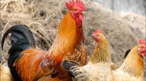 Сколько нужно кур на одного петуха