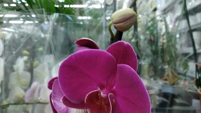 Обзор ОРХИДЕЙ в Леруа Мерлен - МЕГА Ростов на Дону. смотреть онлайн