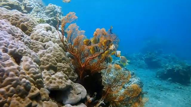 Yспокаивающая музыка для нервов 🌿 лечебная музыка для сердца и сосудов, релакс, музыка для души #15 смотреть онлайн