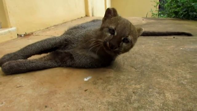 Rescued jaguarundi being adorable! смотреть онлайн