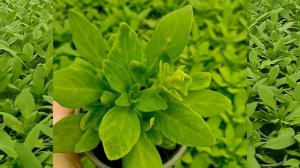 У петунии хлороз. Причины возникновения хлороза и методы борьбы с ним.