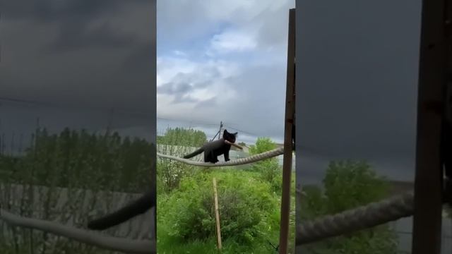 конатоходец смотреть онлайн