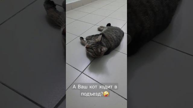 Кот Васо на прогулке.mp4