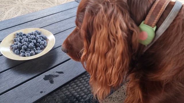 Руди и черника смотреть онлайн