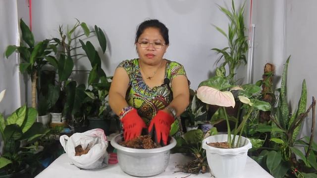 SYNGONIUM STRAWBERRY ICE PROPAGATION