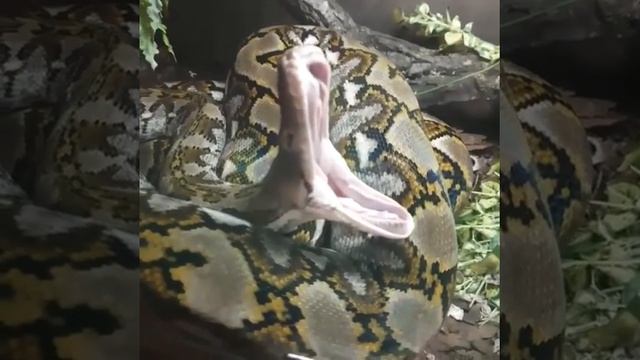 Как их можно бояться? : видео из приморского зоопарка умилило пользователей смотреть онлайн