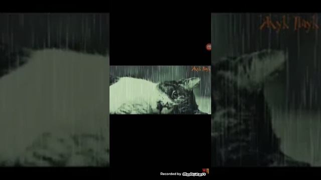 Грустное видео про кота!??? смотреть онлайн