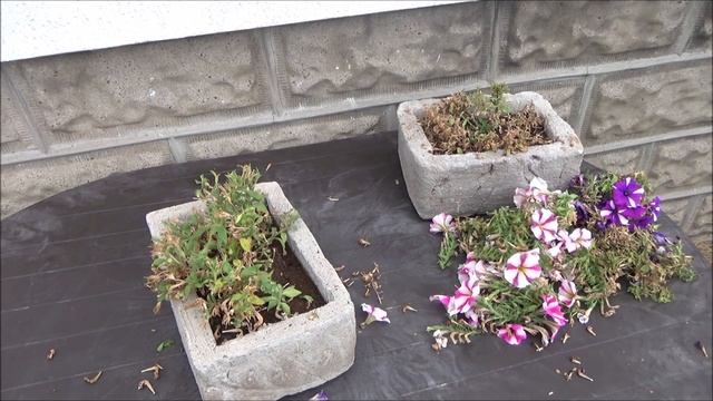 Petunien überwintern Petunien winterfest machen Winter Frost Petunia смотреть онлайн