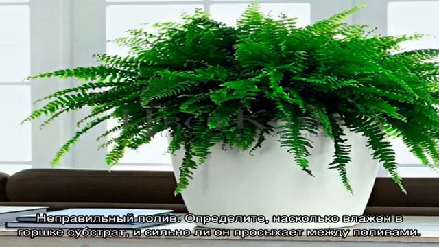 Почему сохнут края листьев у комнатных растений: топ-7 причин. Что делать, чтобы листья у комнатны. смотреть онлайн