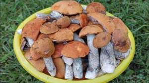 "Тихая охота"за грибами продолжается !!!