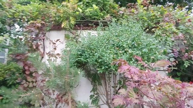 Японский сад. Растения. (Ростов-на-Дону) смотреть онлайн