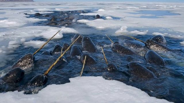 Сказка Нарвал презентация