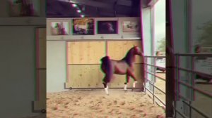 Арабский лошадь