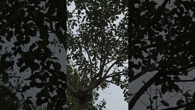 Red flowers bloom beautifully on tall trees,#shortsvideo смотреть онлайн