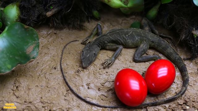 Koi Fish Hunting Eel Stop Motion Experiment ASMR | Catfish, Goldfish Mud Hole Stop Motion Cooking смотреть онлайн