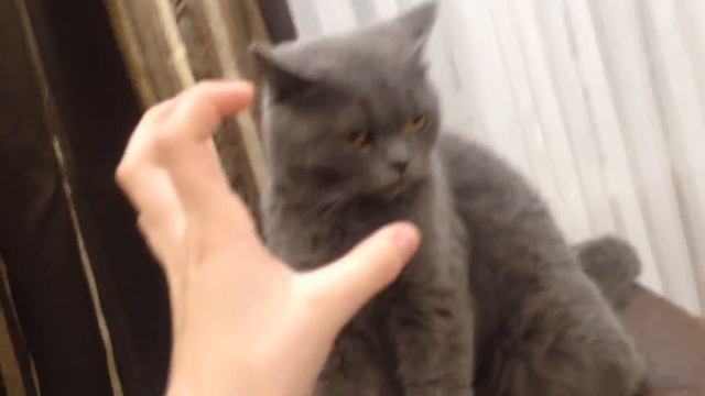 Моя кошечкa❤️😘 смотреть онлайн