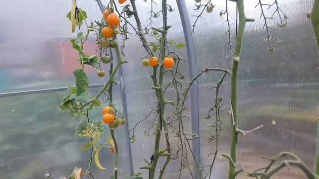 Обзор теплиц с томатами на 10 октября 2020. смотреть онлайн