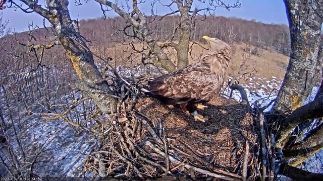The female WTE protects the nest and drives the intruder away. Estonia. смотреть онлайн