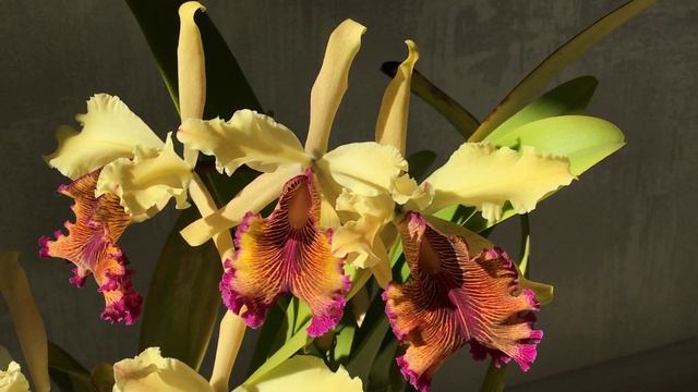 Довиана цветёт!!!! Cattleya dowiana v aurea (Colombia). смотреть онлайн