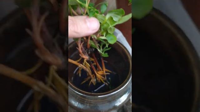 Черенки клематисов на доращивание.