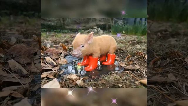 Леопарды и животные😘😍🐱🐈🦁🐯🐅🐆🦊🐺 смотреть онлайн