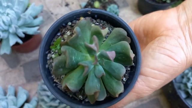 RECUPERANDO ECHEVERIA CUBIC FROST E RUNYONNI TOPSY TURVY😍 смотреть онлайн