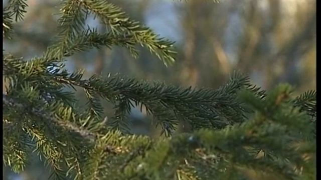 2001 12 Мегионский лесхоз Новогодние елки смотреть онлайн