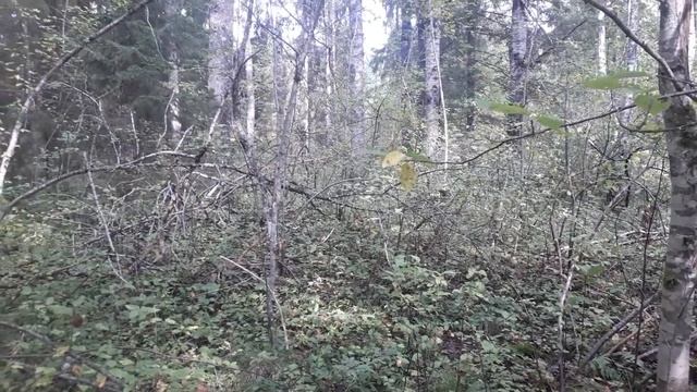 Сбор грибов у лесной реки, грибы у Реки Каменка Новгородской области между Волховом и Малой Вишерой смотреть онлайн