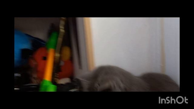 Британская кошка. смотреть онлайн