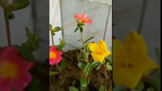 Nunia plant / Portulaca Oleracea at my home.?? смотреть онлайн