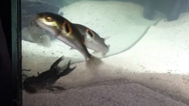 Takifugu ocellatus vs kreeft 2.mp4 смотреть онлайн