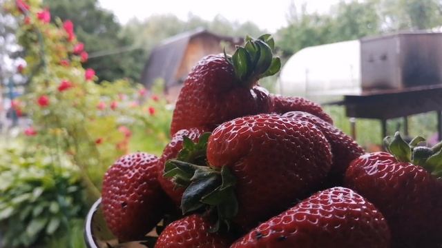 Клубника сорта Сирия. смотреть онлайн