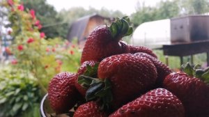 Клубника сорта Сирия.