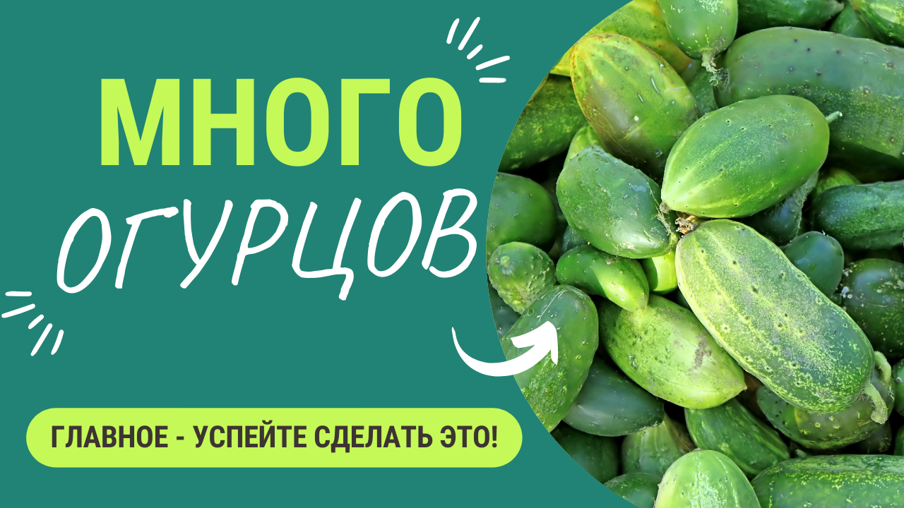 Огурцов будет много! Главное - успеть... смотреть онлайн