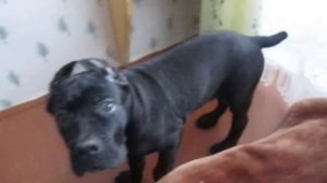 Смешной Кане Корсо