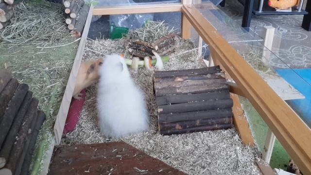 ♥ Развлечение для морских свинок ♥ Tips for guinea pigs смотреть онлайн