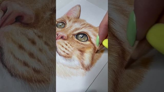 Процесс рисования рыжули цветными карандашами ? смотреть онлайн