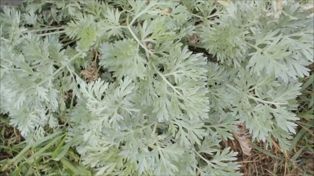 РЯБИНА ГРОЗДЬЯМИ УКРАСИЛА НАРЯД стихи Светлана Тарабыкина смотреть онлайн