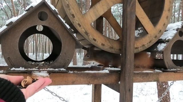 Белки на кормушках ручные и не очень || Squirrels are tame and not very tame смотреть онлайн