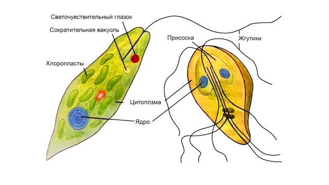 Подцарство Простейшие смотреть онлайн