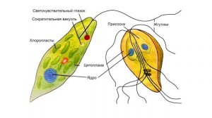 Подцарство Простейшие
