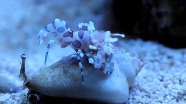 Ах арлекино, арлекино смотреть онлайн