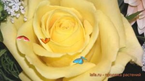 Роза чайно-гибридная Скайлайн (rose hybrid tea skyline) ? обзор: как сажать, саженцы розы Скайлайн