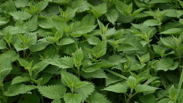 Лікувальні властивості кропиви смотреть онлайн