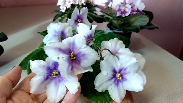 Фиалки. Новые сорта и снова про удобрения, часть вторая смотреть онлайн