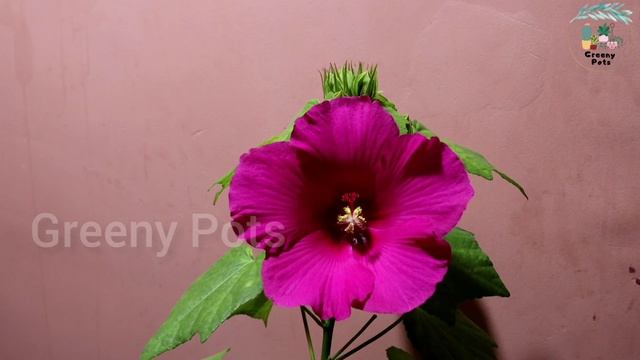 Single Petal Confederate Rose or Hibiscus Mutabilis Time Lapse смотреть онлайн