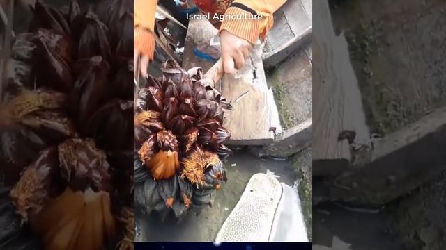 Best Organic Fruit Farm смотреть онлайн
