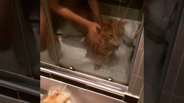 Купание кота как боевое искусство. Смешной кот мейнкун mainecoon cat cat in the shower смотреть онлайн